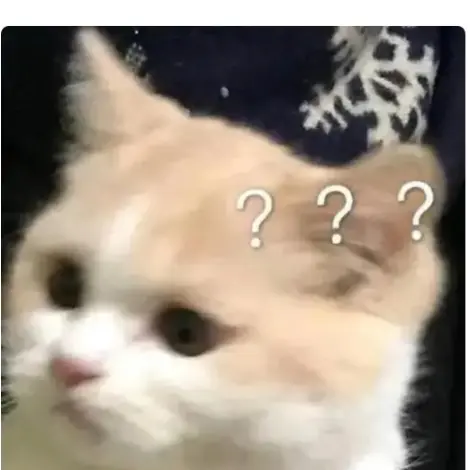 带有问号表情的猫咪